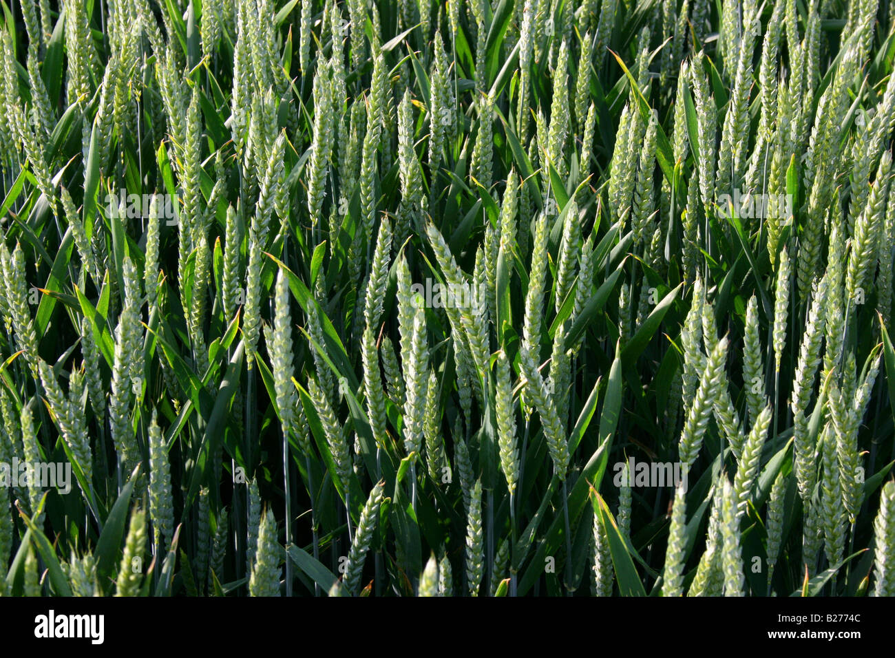 Coltivazione di grano in un campo al di fuori del villaggio di Newton Saint Loe, vicino alla città di Bath, Somerset, Inghilterra Foto Stock