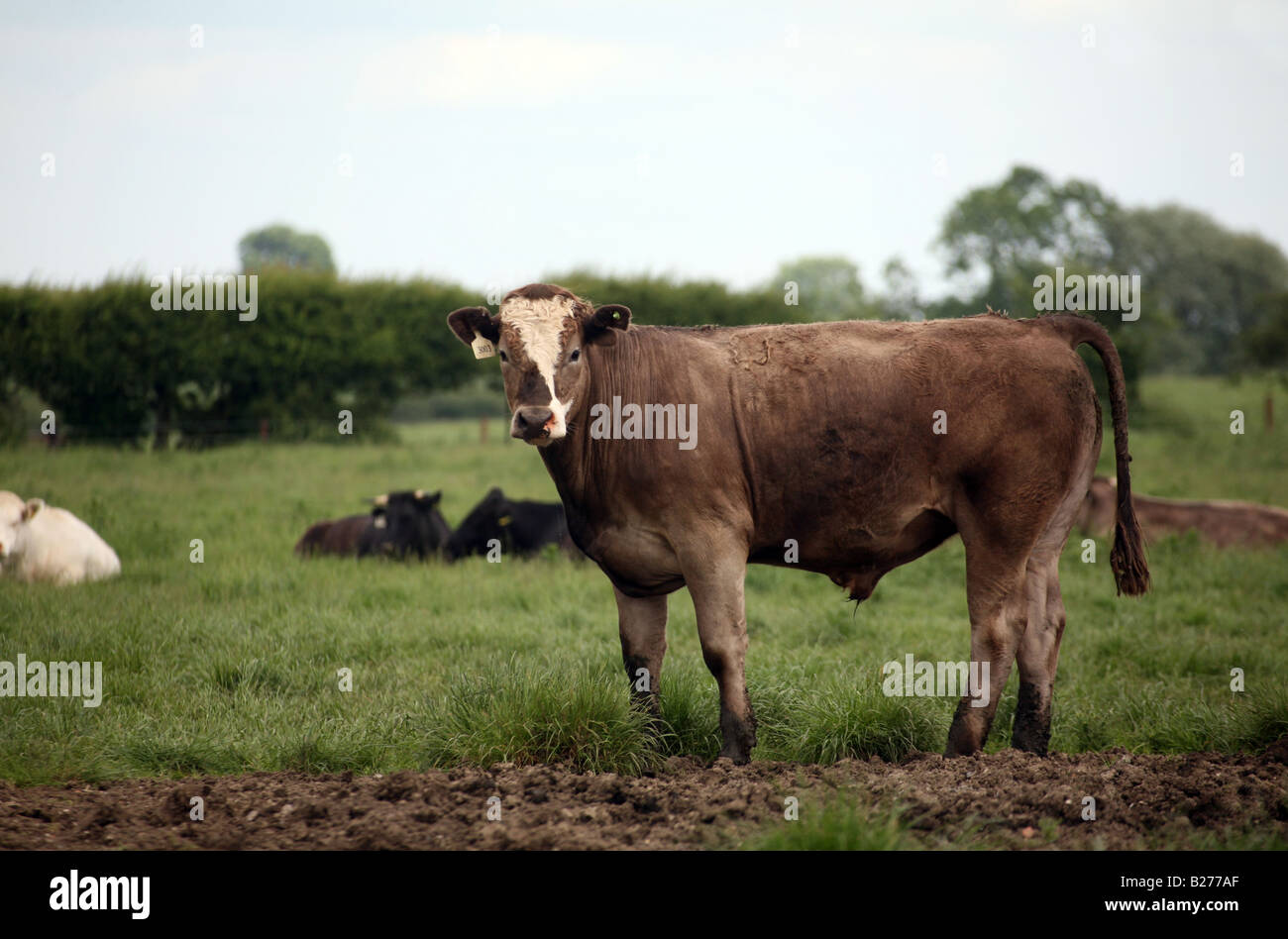 Un giovenco in piedi nel lontano nel Suffolk East Anglia Caption locale www georgeimpeyphotographer co uk Foto Stock