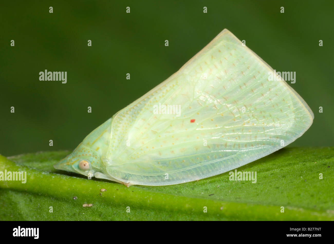 Australian planthopper di mango Foto Stock