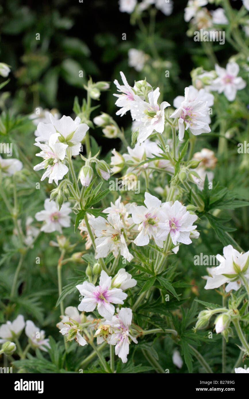 GERANIUM PRATENSE PLENUM ALBUM A MARWOOD HILL GARDENS NORTH DEVON Foto Stock