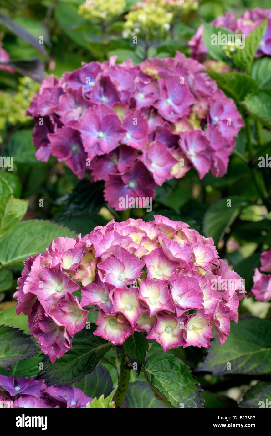 HYDRANGEA MACROPHYLLA ALPENGLÜHEN SYN bagliore alpino Foto Stock