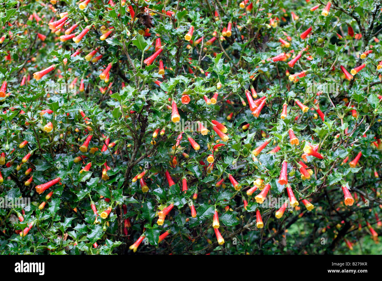 DESFONTAINEA SPINOSA A MARWOOD HILL GARDENS NORTH DEVON Foto Stock