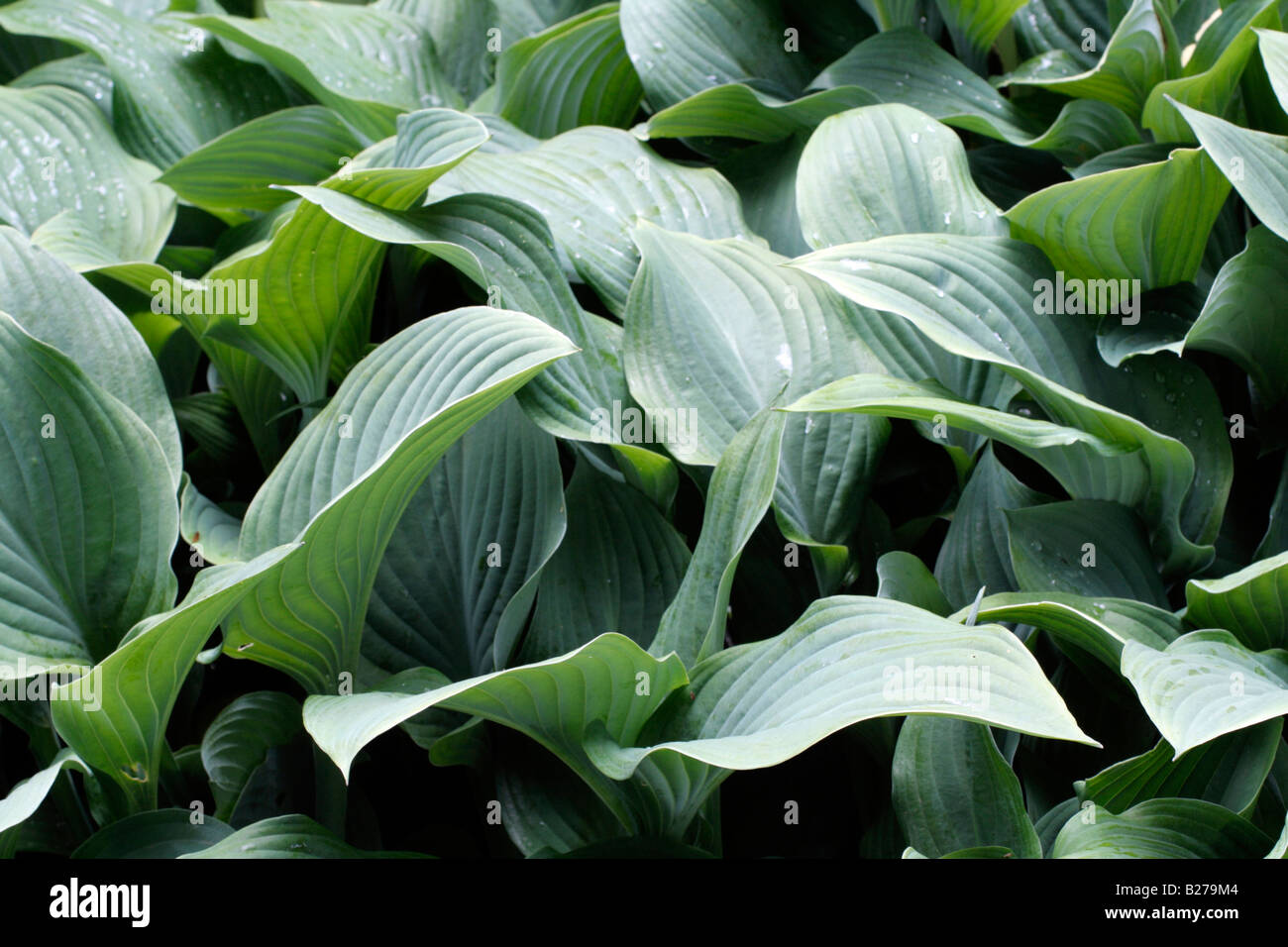 HOSTA KROSSA REGAL AGM A MARWOOD HILL GARDENS NORTH DEVON Foto Stock
