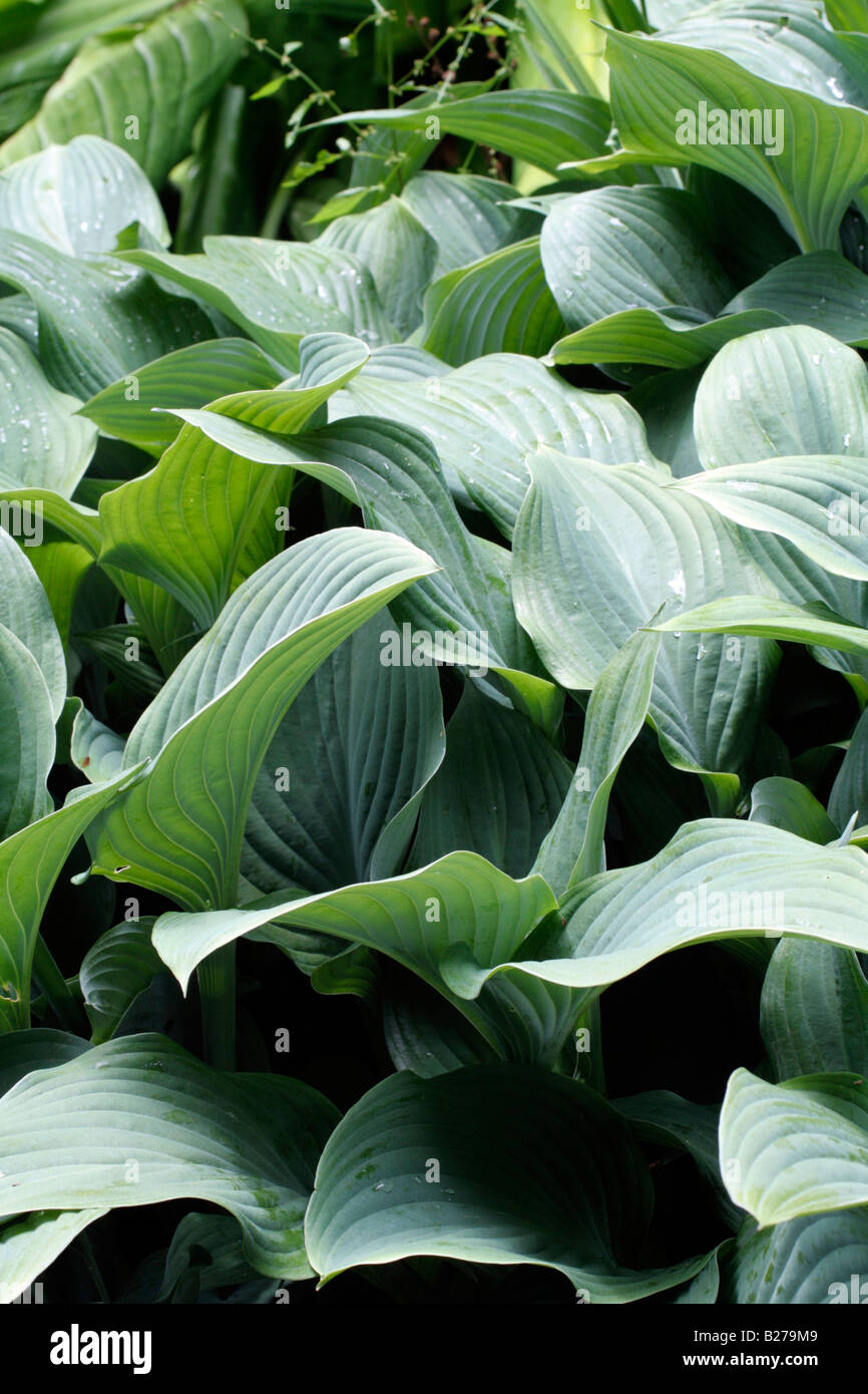 HOSTA KROSSA REGAL AGM A MARWOOD HILL GARDENS NORTH DEVON Foto Stock