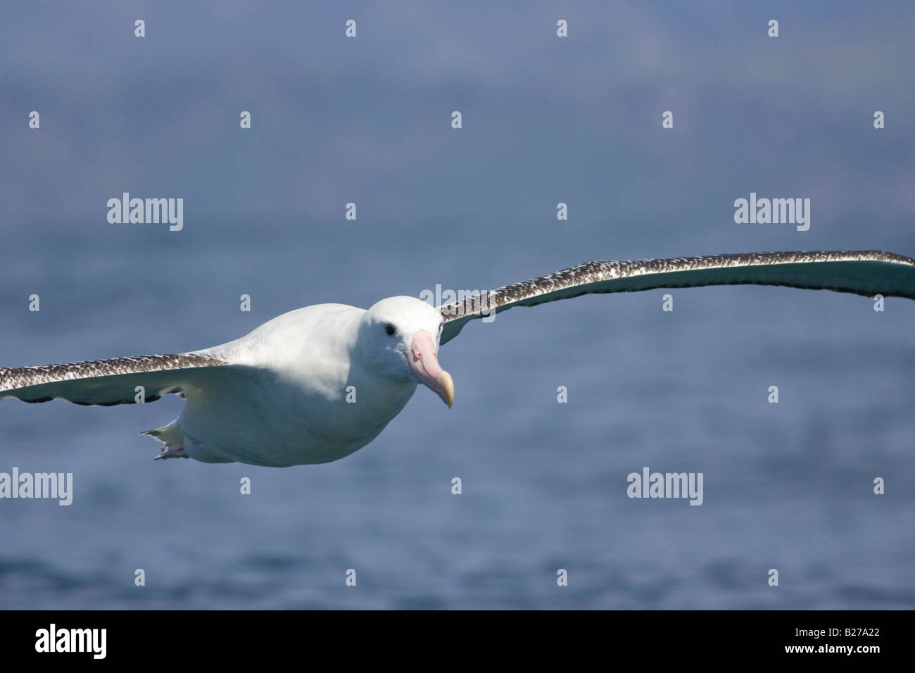 Gibson Albatross (Diomedea exulans gibsoni) in volo Foto Stock