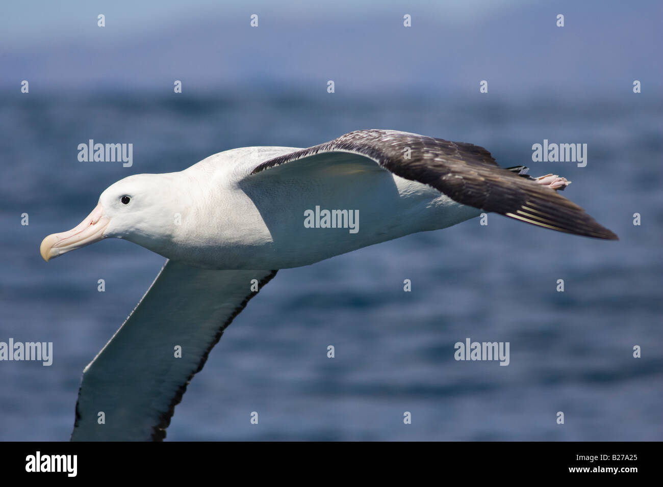 Gibson Albatross (Diomedea exulans gibsoni) in volo Foto Stock