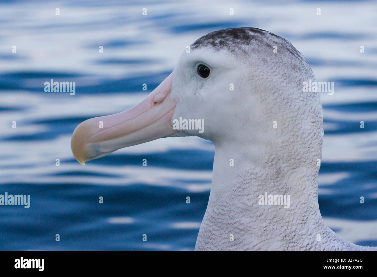 Close-up di testa della Gibson Albatross (Diomedea exulans gibsoni) Foto Stock