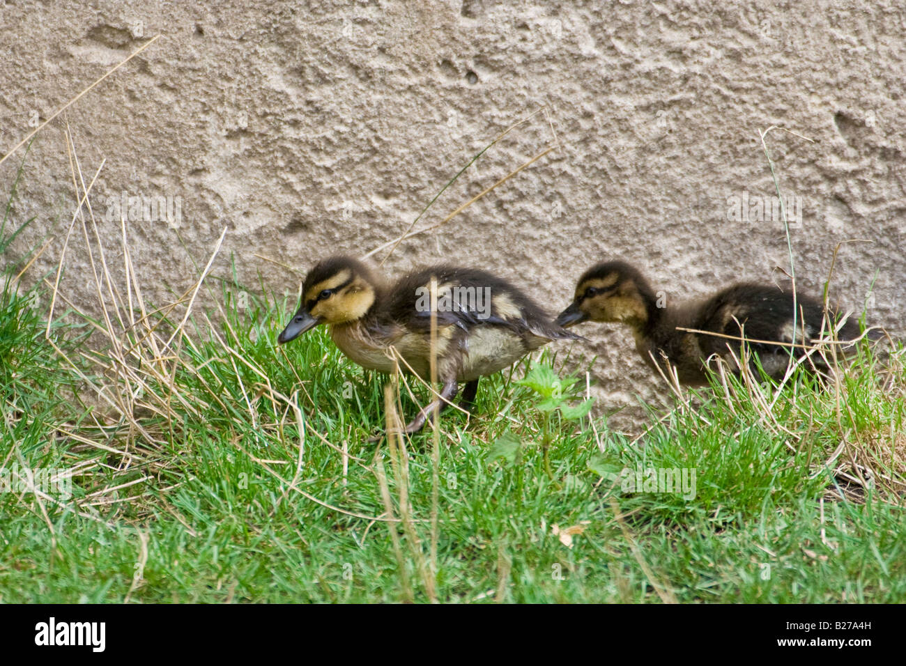 Baby Germano Reale - Anas platyrhynchos Foto Stock