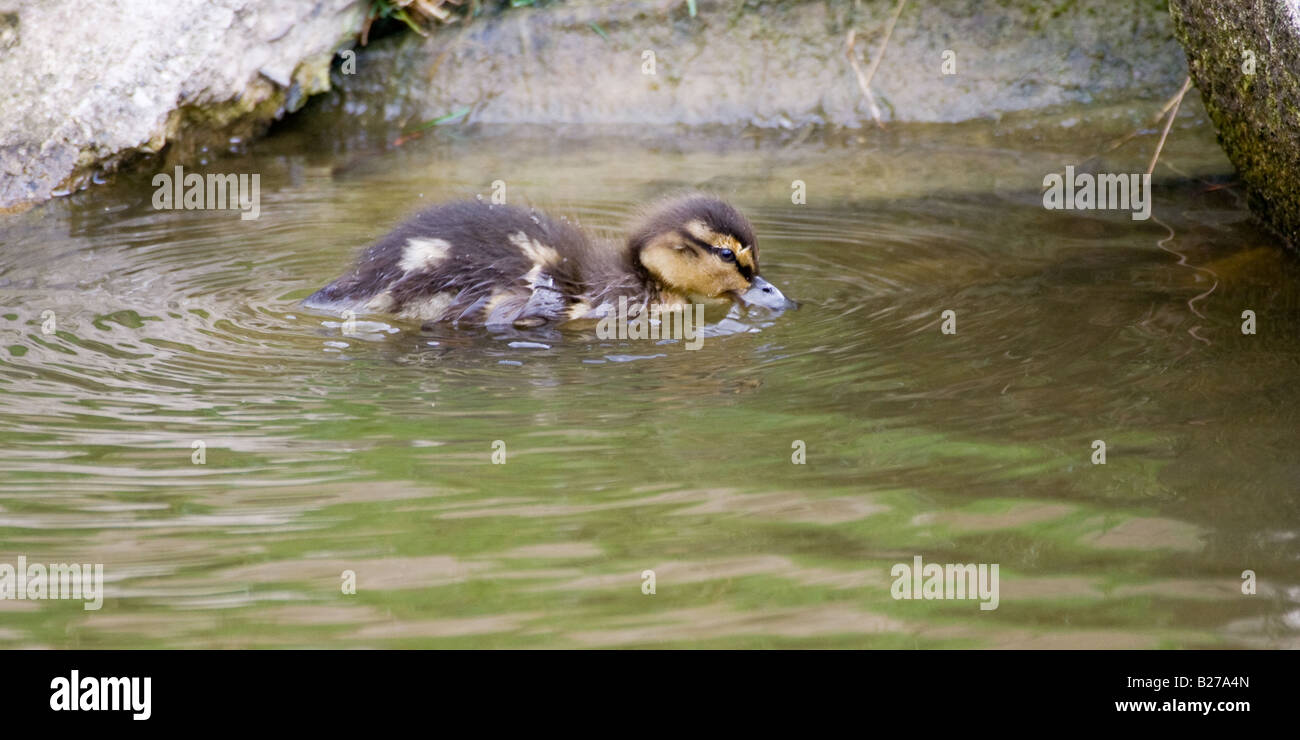 Baby Germano Reale - Anas platyrhynchos Foto Stock