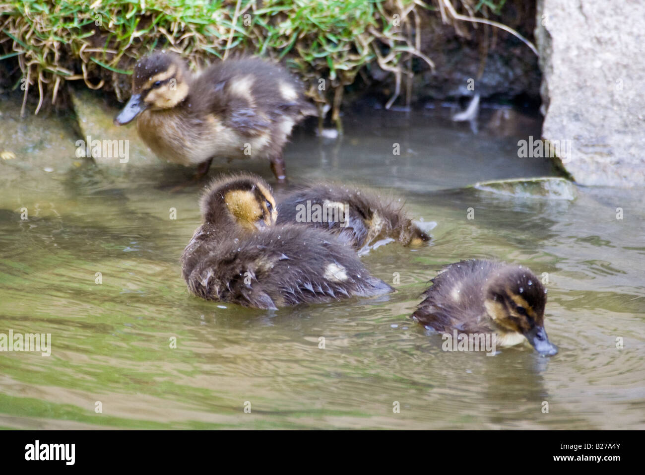 Baby Germano Reale - Anas platyrhynchos Foto Stock