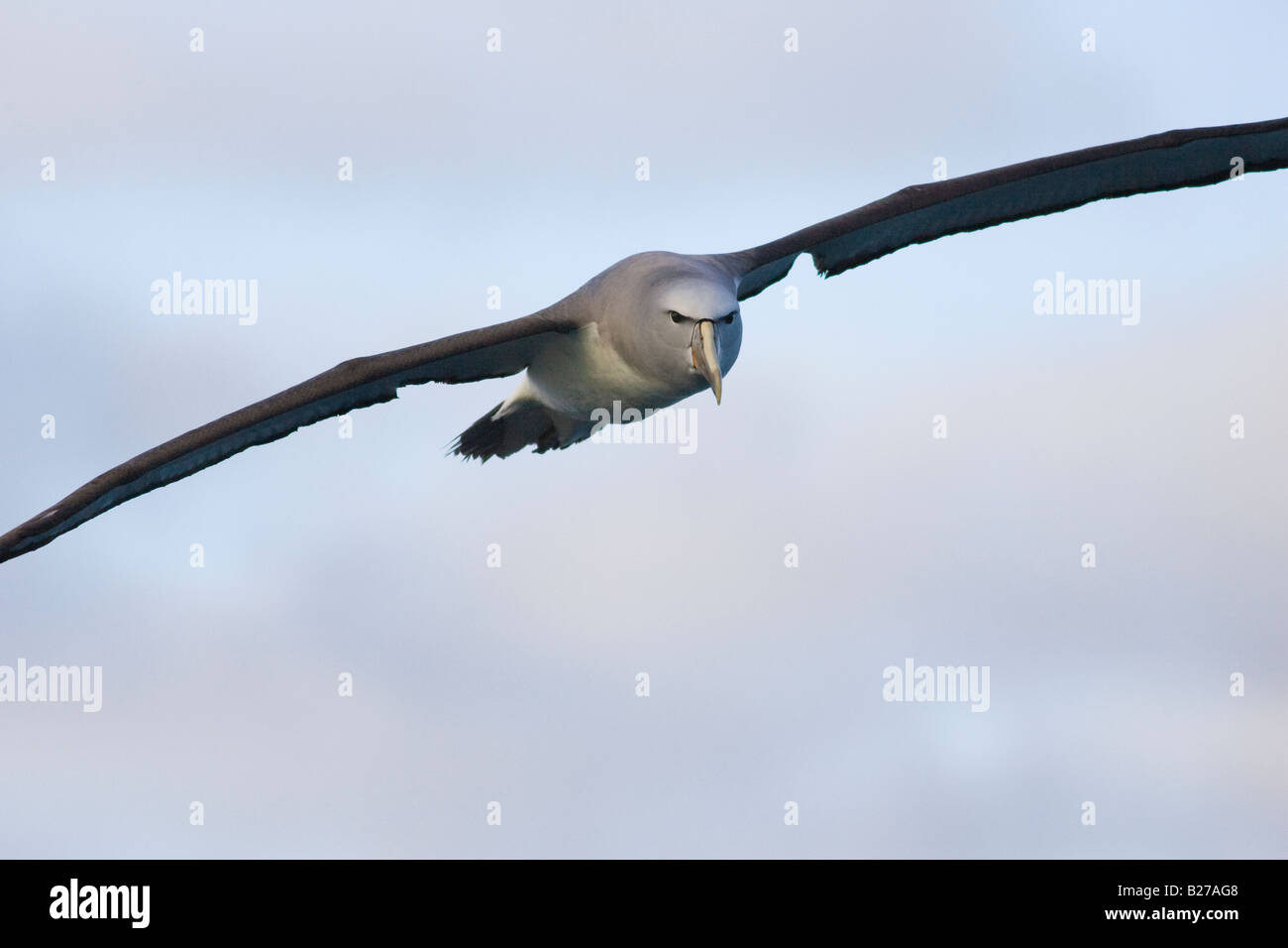 Il Salvin Albatross (Thalassarche cauta salvini) in volo Foto Stock