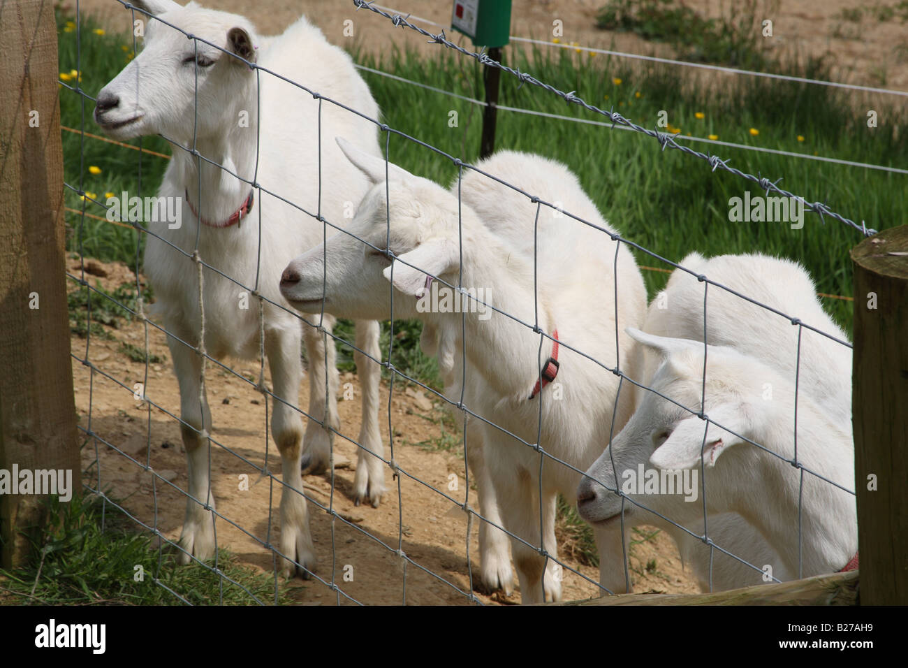 Caprini necessitano di un forte scherma per mantenerli in Foto Stock
