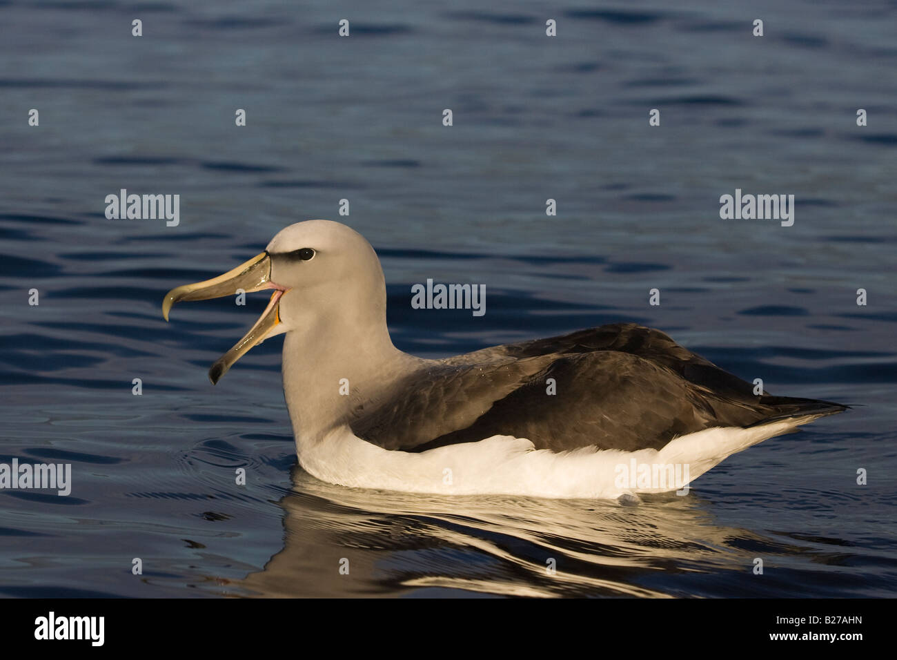 Il Salvin Albatross (Thalassarche cauta salvini) nuoto sul mare Foto Stock