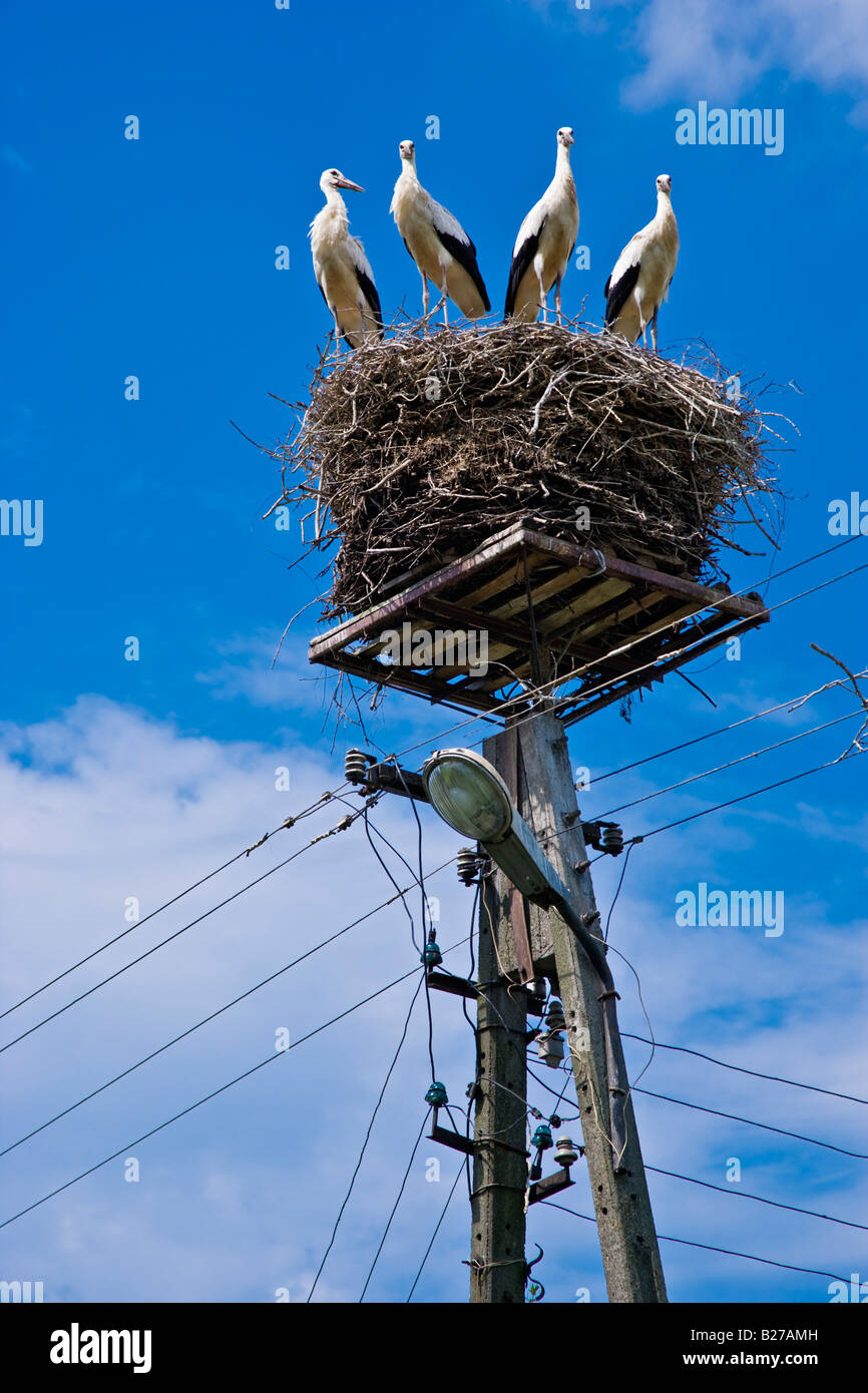 Una famiglia di cicogne in un nido su un palo di illuminazione Foto Stock