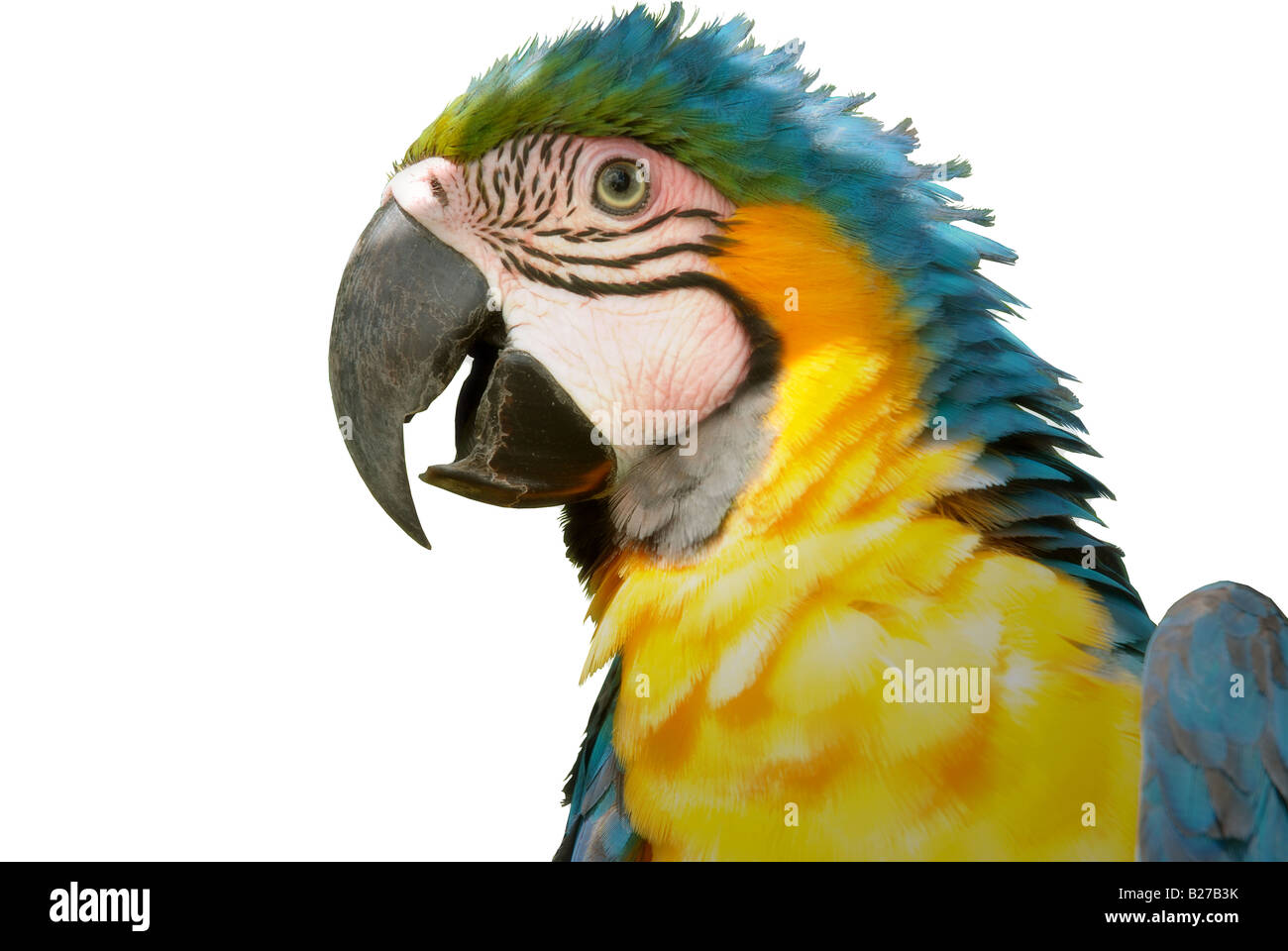 Tagliare fuori di Ara Ararauna blu e oro parrot dalla Guyana francese Foto Stock