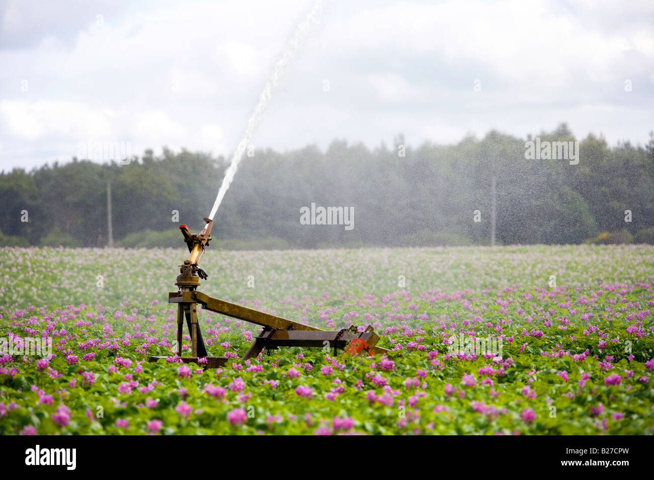 Colture di irrigazione, Aberdeenshire, Regno Unito Scozia Foto Stock