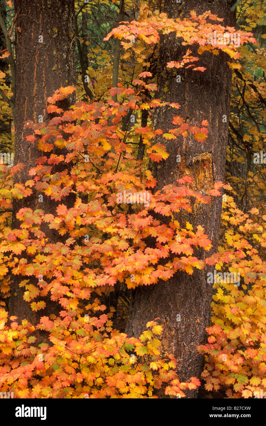 Vite foglie di acero in autunno a colori Mount Hood National Forest Cascade Mountains Oregon Foto Stock