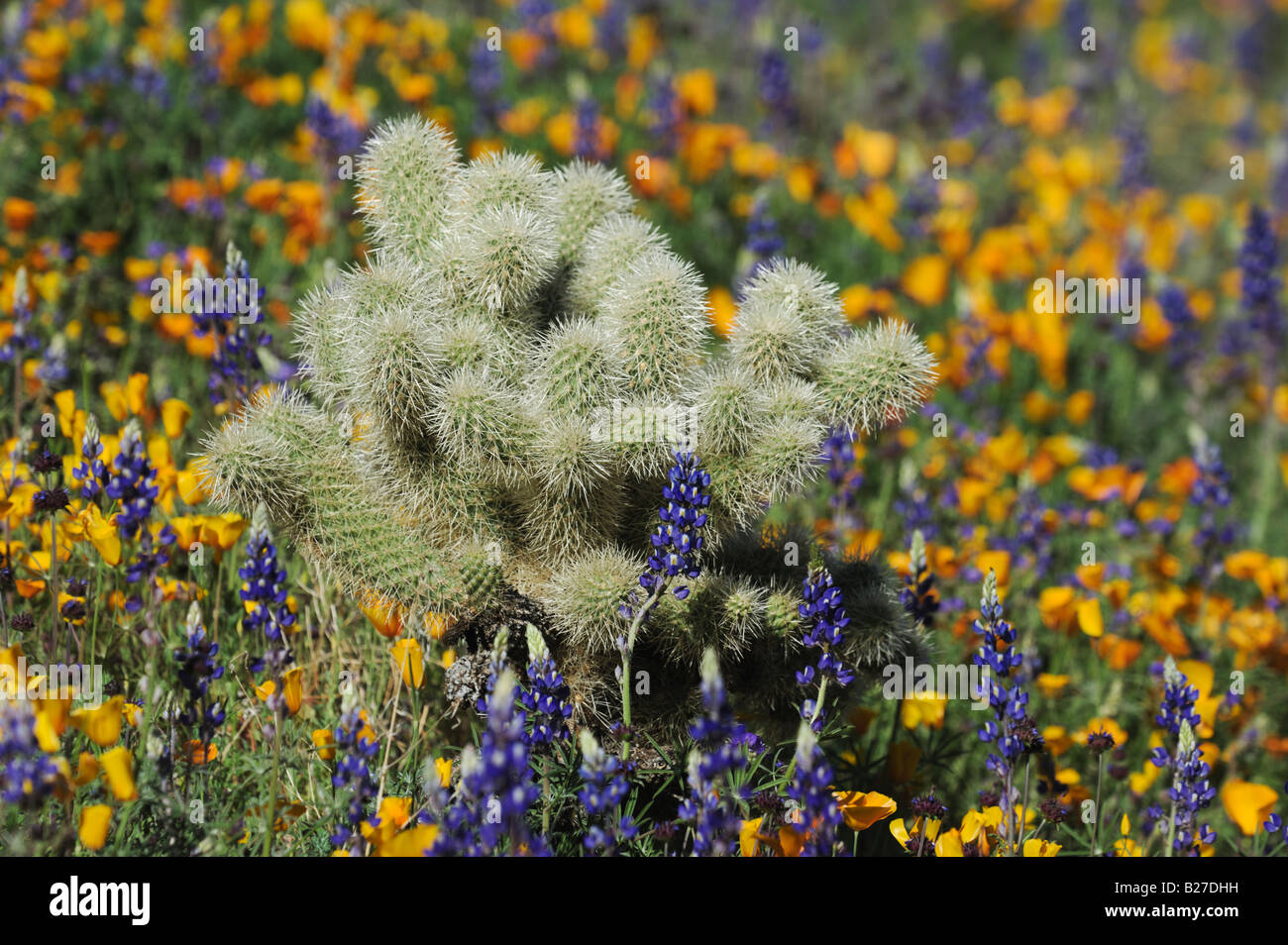 Teddy Bear Cholla Cactus nel campo della Mexican Gold il papavero e il deserto di lupino Tonto National Forest Bartlett Lago Arizona USA Marzo Foto Stock