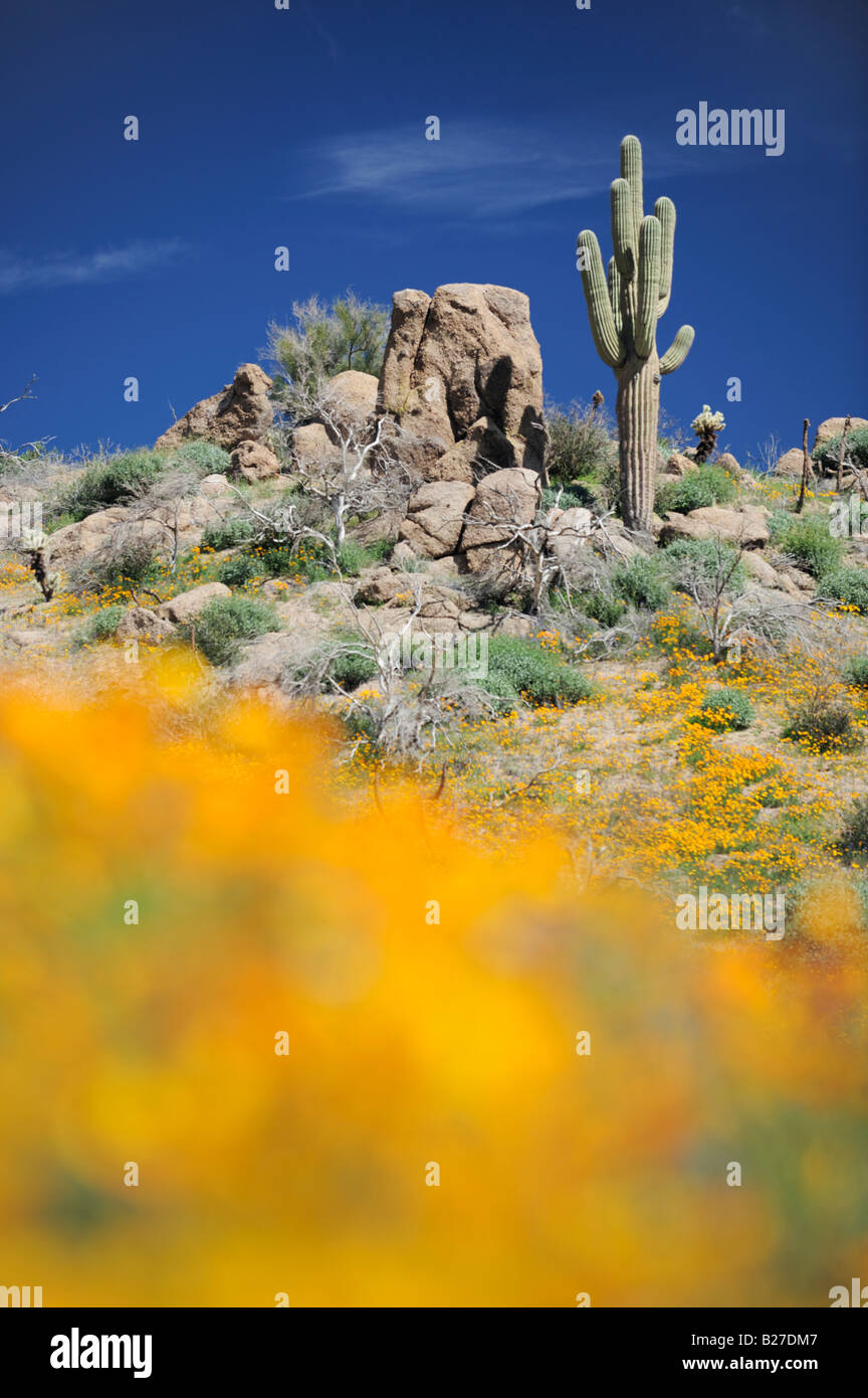 Deserto in fiore messicano con oro nel deserto di papavero di lupino cactus Saguaro Tonto National Forest Bartlett Lago Arizona USA Marzo Foto Stock