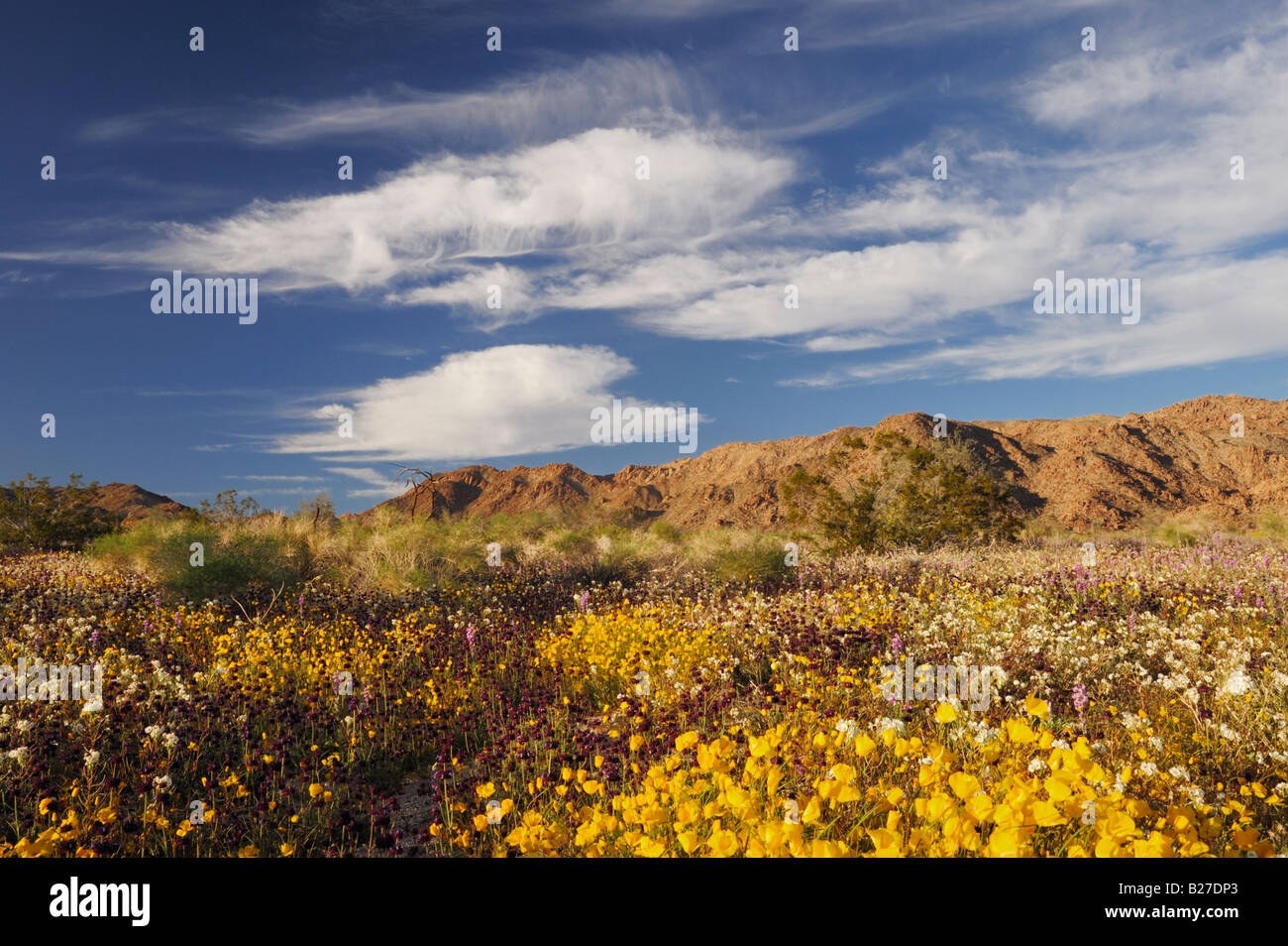 Parrocchia di papavero oro Chia Brown eyed Primrose Arizona di lupino Joshua Tree National Park California USA Marzo Foto Stock