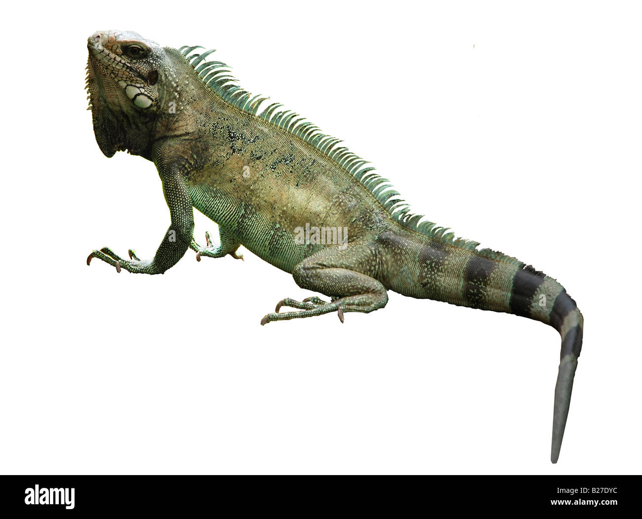 Iguana tagliare ritaglio vicino fino dal Sud America Foto Stock