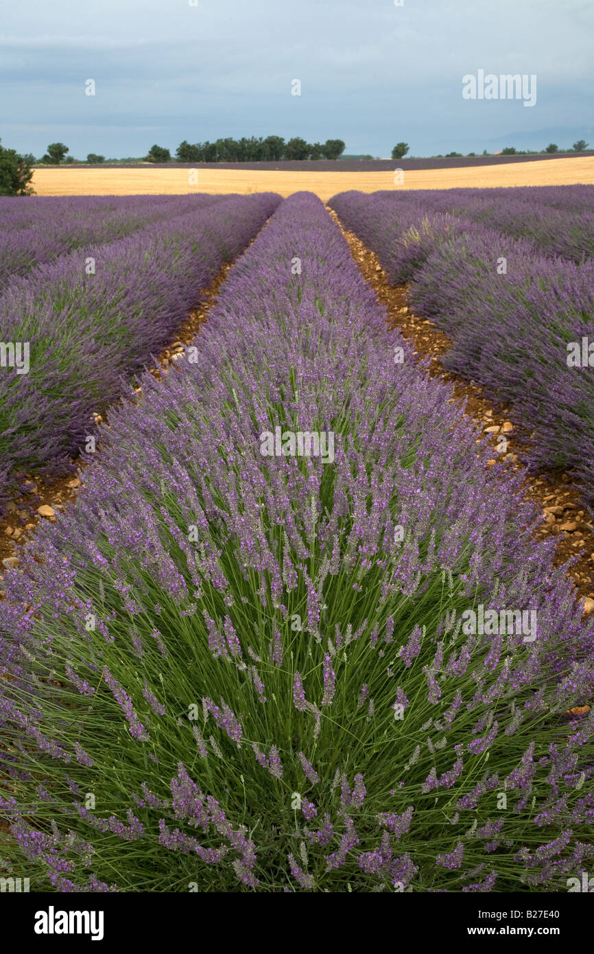 Mature campo di lavanda vicino Valensole, Provenza, Francia. Foto Stock