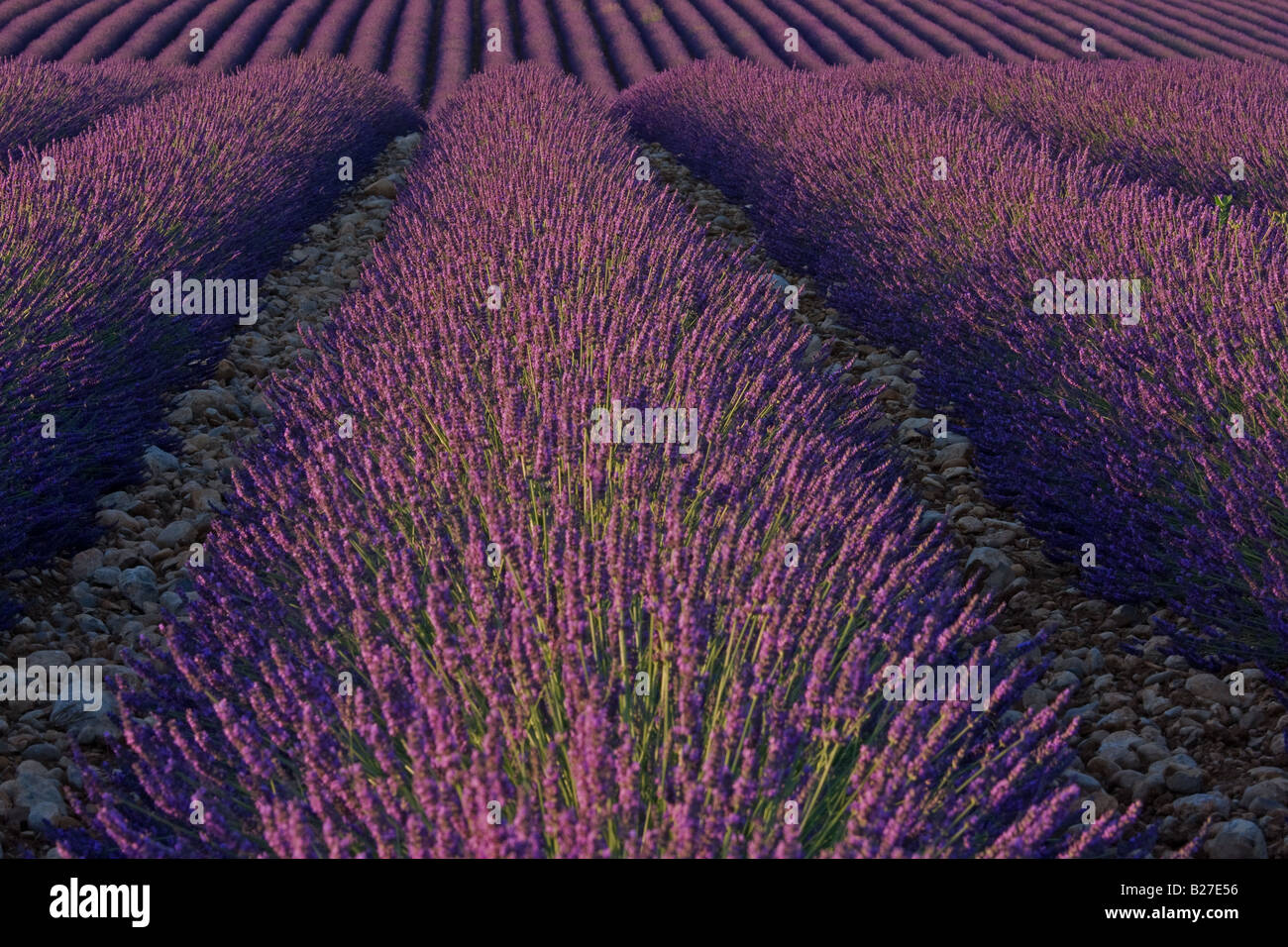 Campi di lavanda vicino Valensole, Provenza, Francia. Foto Stock