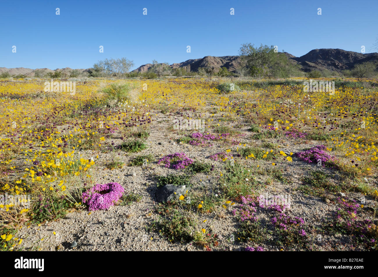 Deserto in fiore con tappetino viola Parishs oro fioritura di papavero Joshua Tree National Park California USA Foto Stock