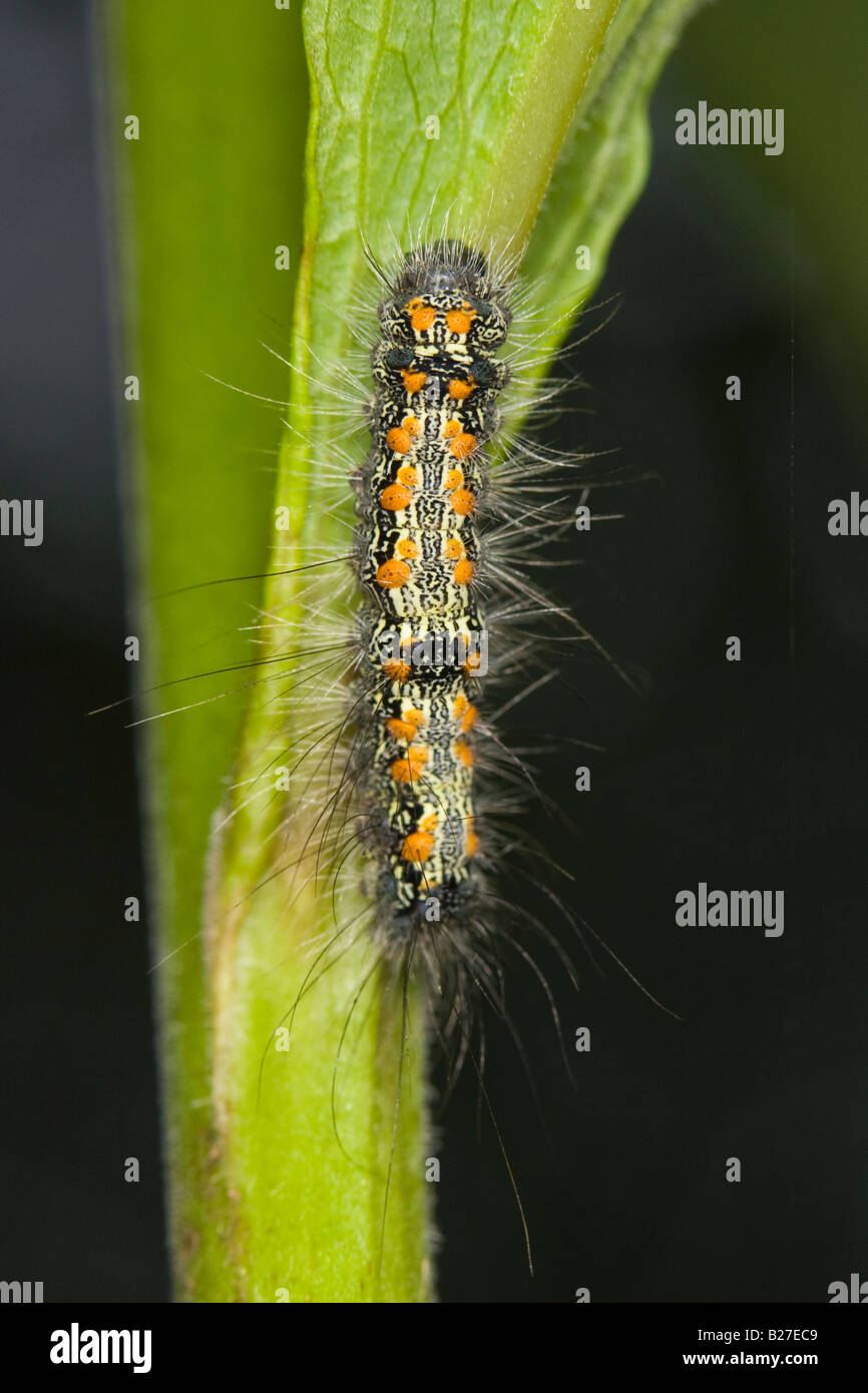 Quattro-avvistato un fante (Lithosia quadra) caterpillar Foto Stock