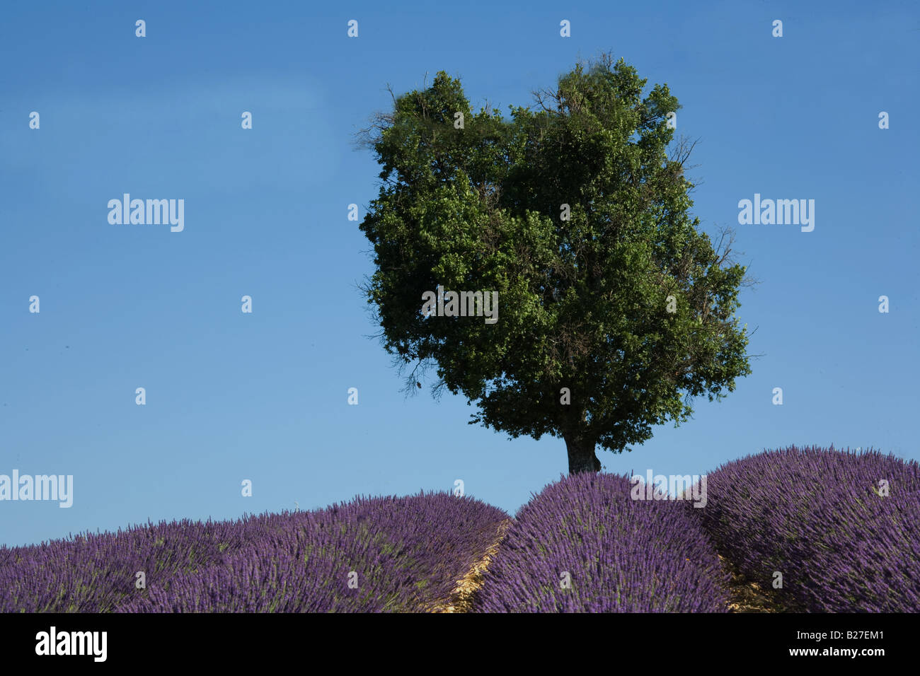 Campo di lavanda che mostra lone tree sull orizzonte, Provenza, Francia. Foto Stock