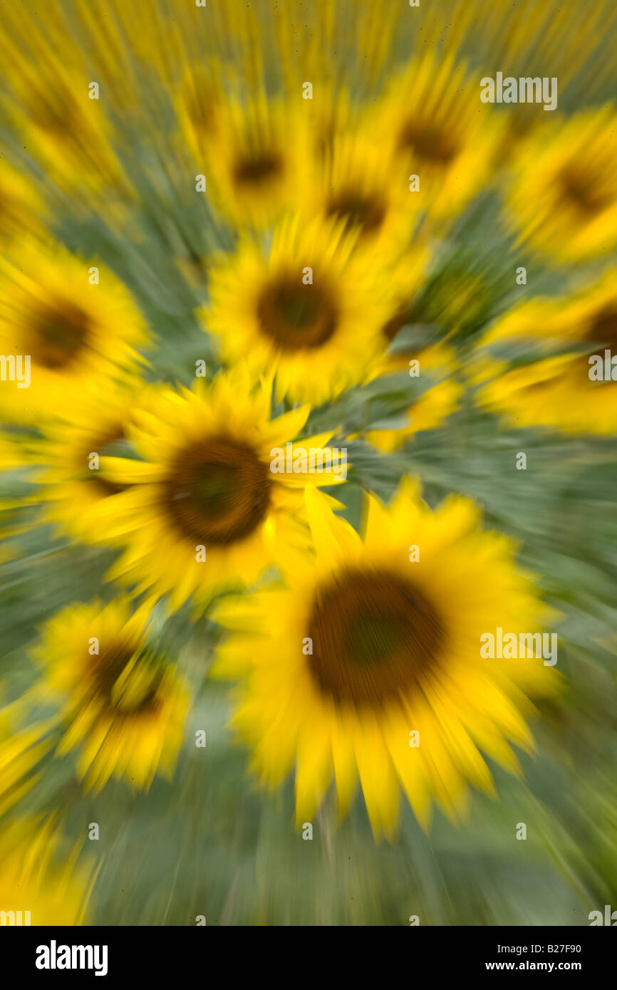 Girasole con zoom burst, Provenza, Francia. Foto Stock