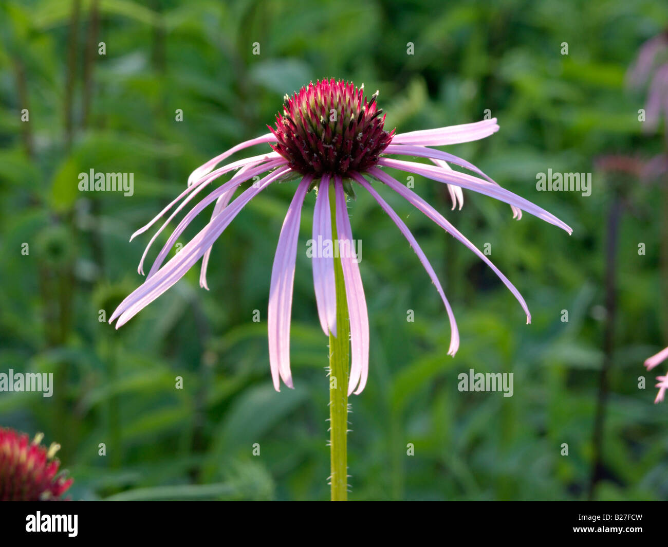 Viola chiaro fiore del cono (echinacea pallida) Foto Stock