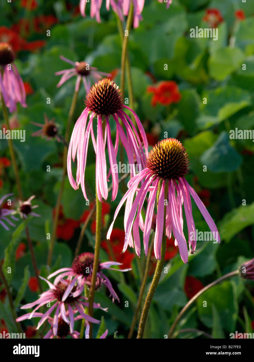 Viola chiaro fiore del cono (echinacea pallida) Foto Stock