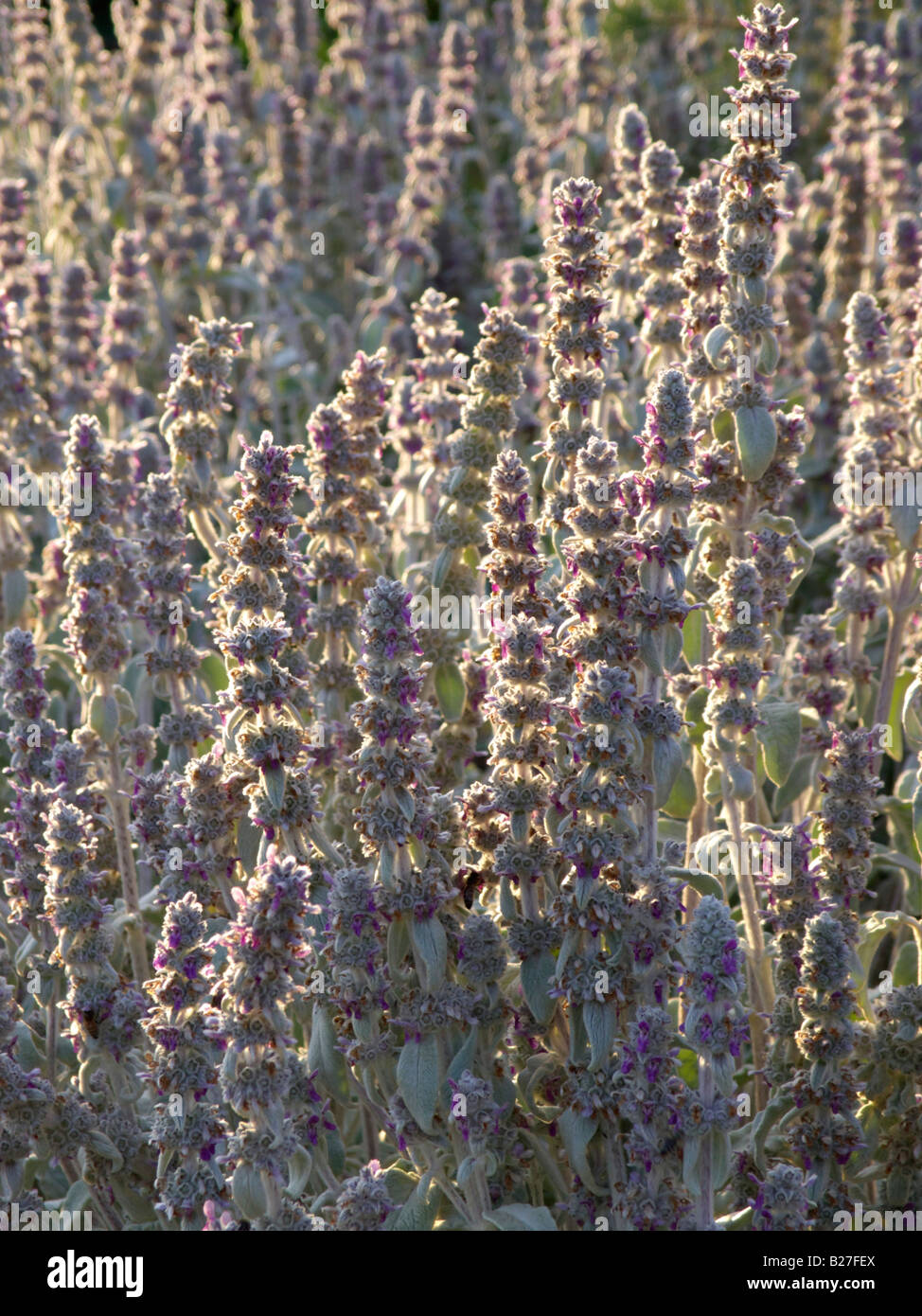 Agnello le orecchie (stachys byzantina) Foto Stock