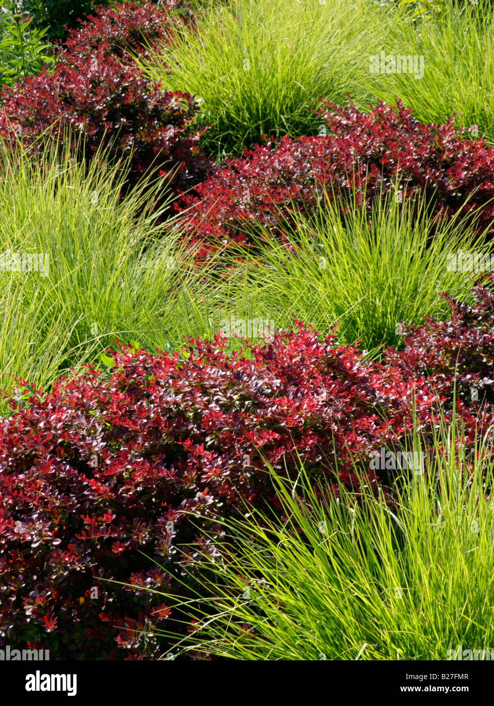 Autunno moor erba (sesleria autumnalis) e foglia di viola Crespino (berberis thunbergii atropurpurea "') Foto Stock
