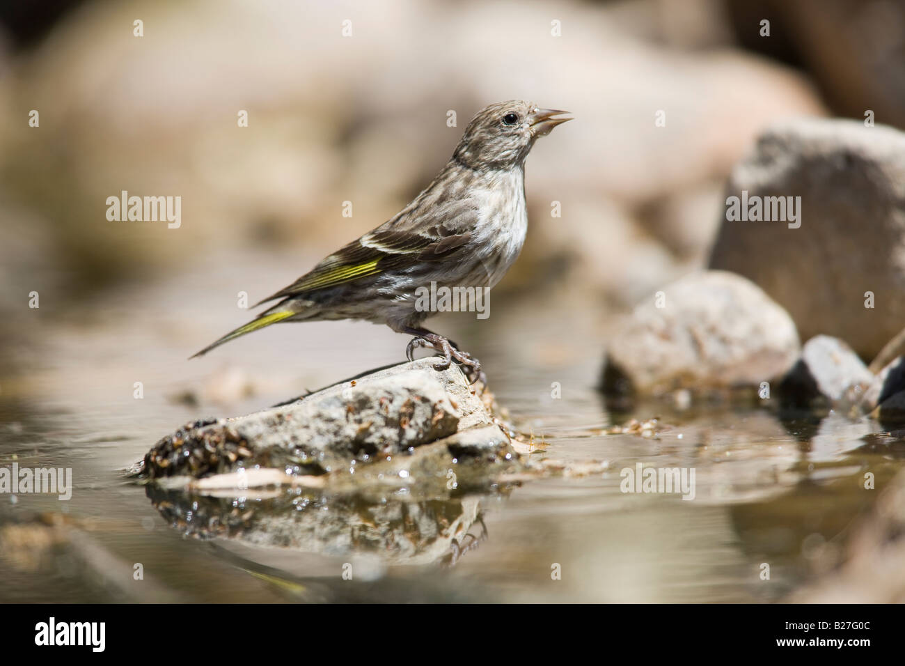 Siskin del pino Foto Stock