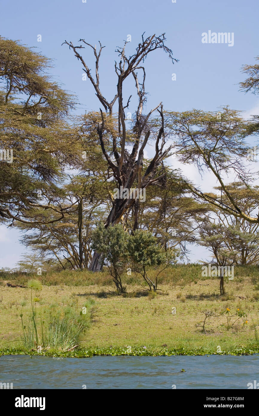 Giallo abbaiato alberi di acacia Lake Naivasha Great Rift Valley Kenya Africa Foto Stock