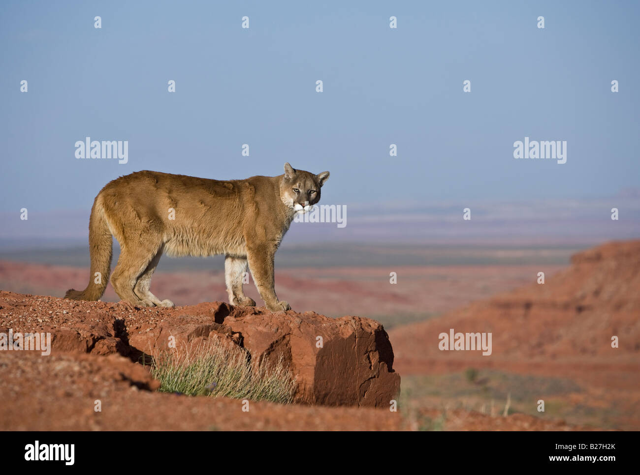 Mountain Lion mette in pausa su una rupe di arenaria bordo. (Prigioniero) Foto Stock