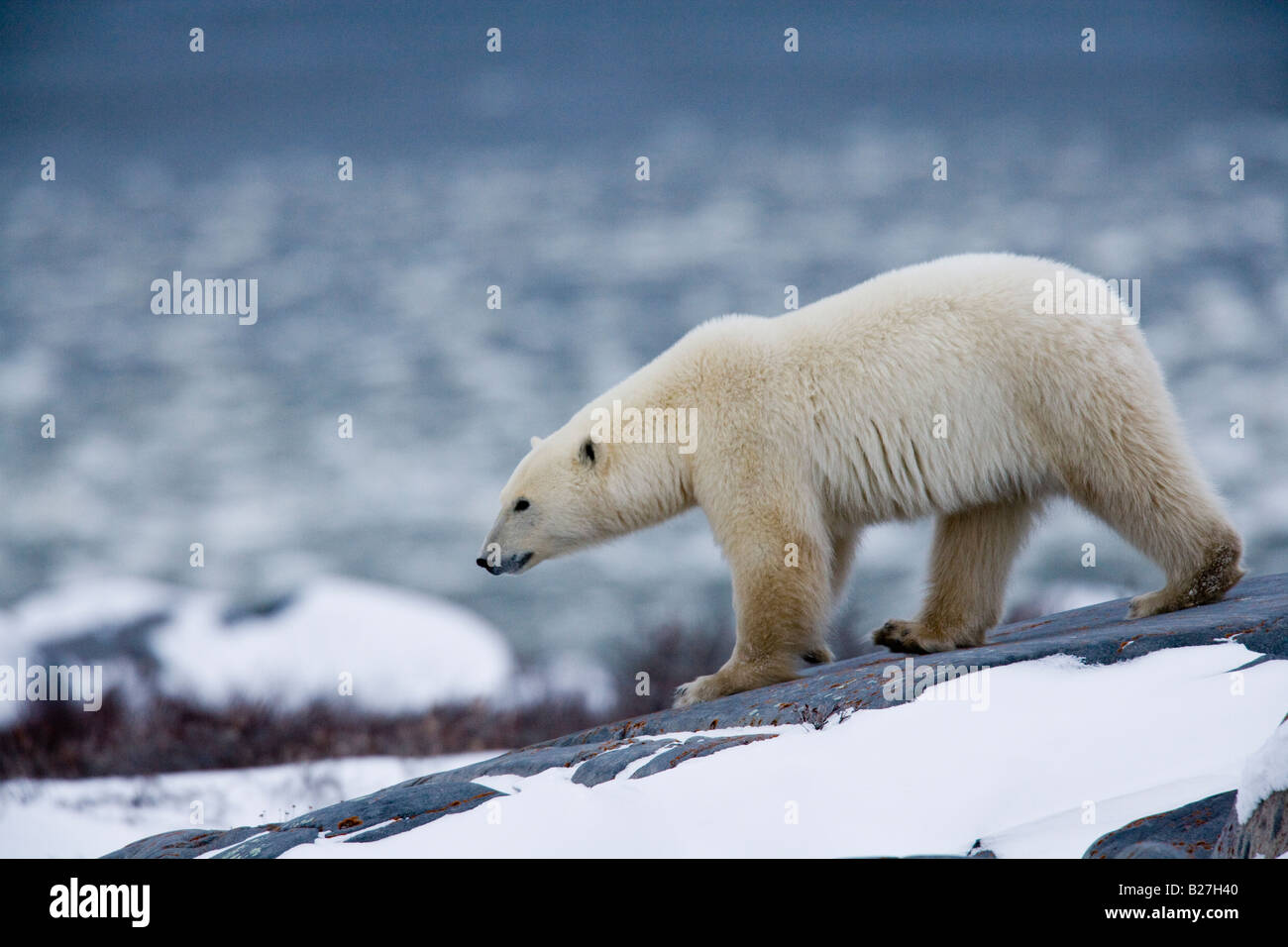 Orso polare camminando sulle rocce al di fuori di Churchill, Manitoba. Foto Stock