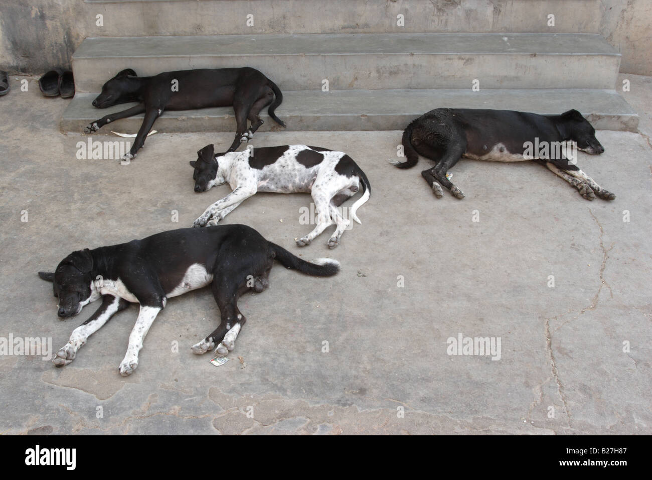 Cani dormire su un ingresso al tempio di Sun, noto come tempio delle scimmie, Jaipur, Raiastan, India. Foto Stock