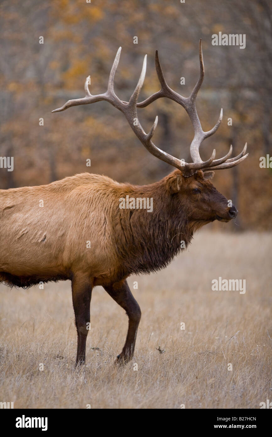 Roosevelt Elk Foto Stock