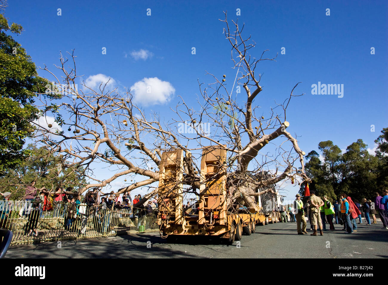 A 750 anni boab tree del peso di 36 tonnellate arriva in King's Park a Perth dopo la sua 3200km di viaggio da Warmun in Kimberley. Foto Stock