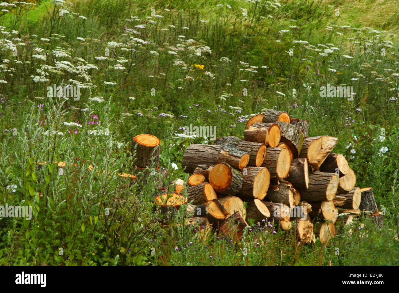 Una pila di legno tagliato in un campo di fiori selvatici Foto Stock