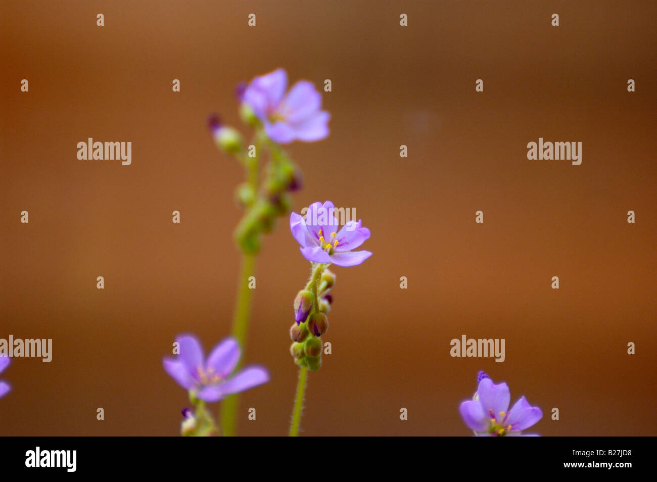 Cape Sundew (Drosera capensis), pianta carnivora Foto Stock