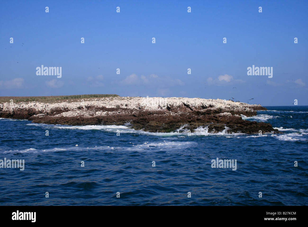 Uccelli marini su una delle isole Marietas al largo delle coste del Messico Foto Stock