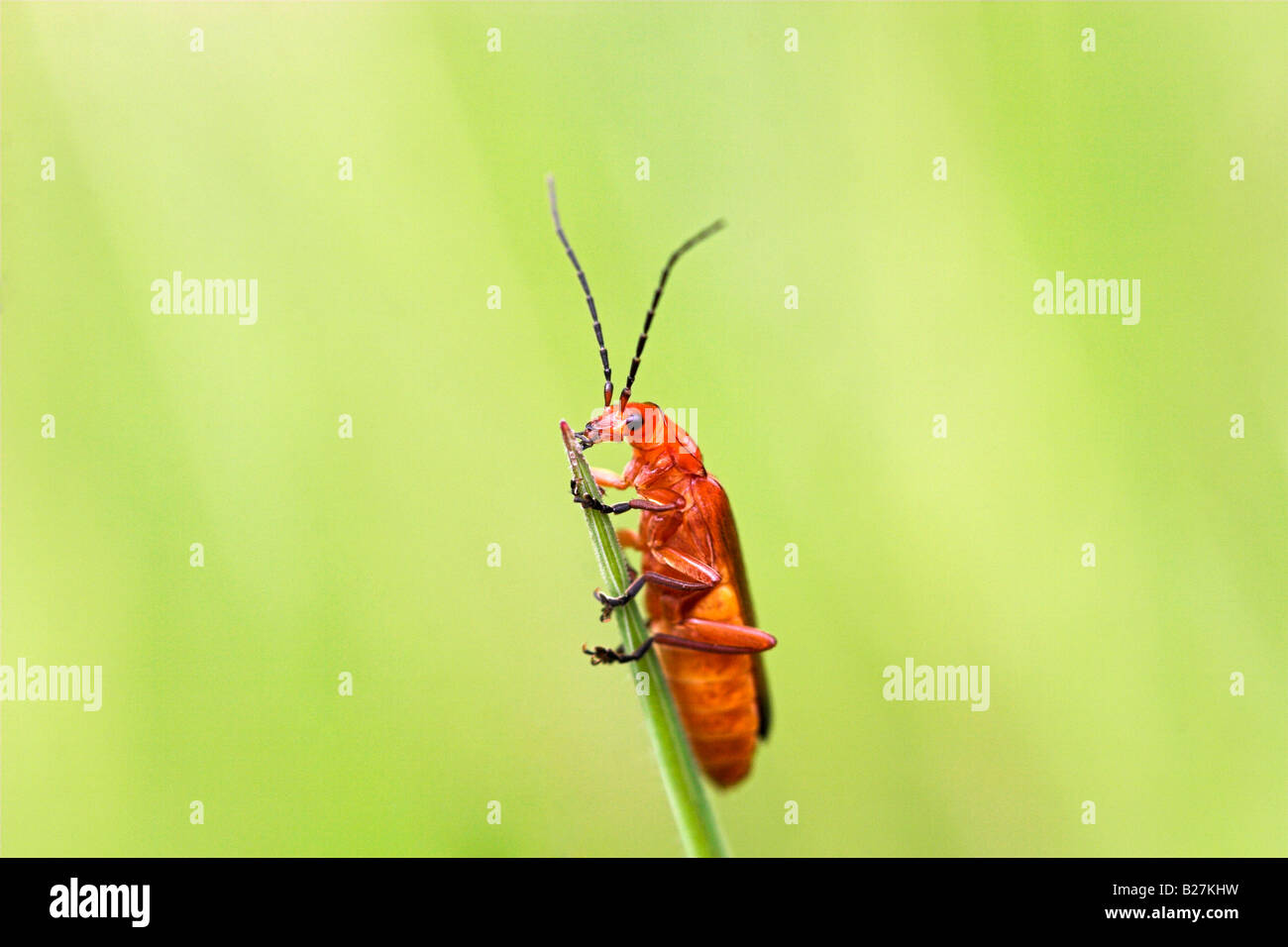 Chiusura del soldato comune Beetle Rhagonycha fulva concentrandosi sulla testa Foto Stock
