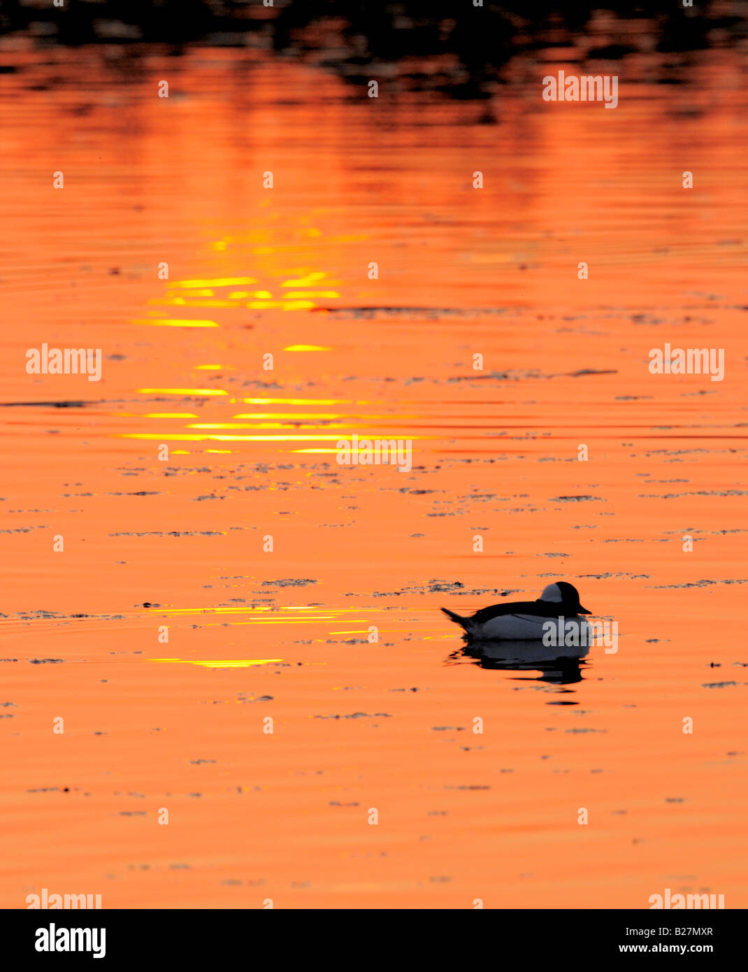 Bufflehead maschio a Wilson's pond durante il tramonto, Nampa Idaho Foto Stock