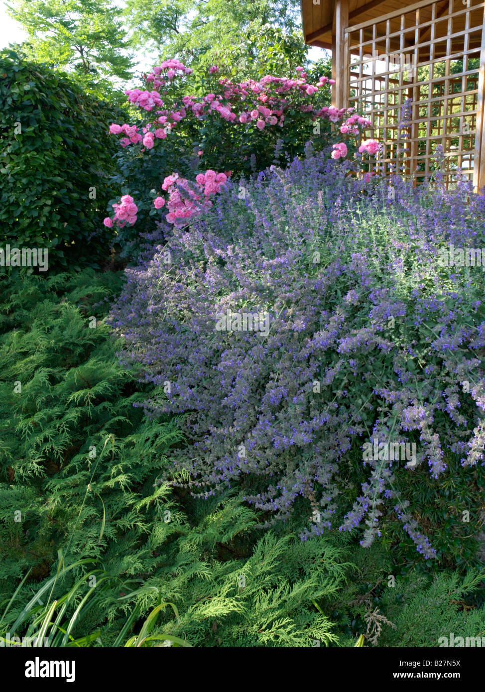 Nepitella (Nepeta x faassenii) e rosa (rosa) Foto Stock