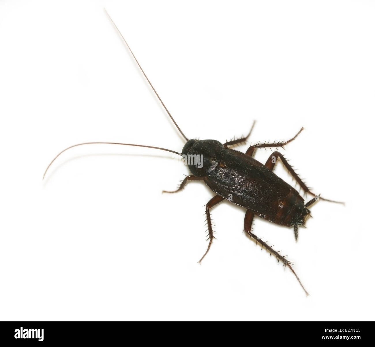 Legno scarafaggio Parcoblatta pennsylvanica isolati su sfondo bianco Foto Stock