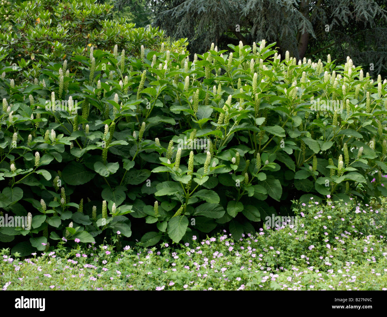 Indian pokeweed (Phytolacca acinosa) Foto Stock